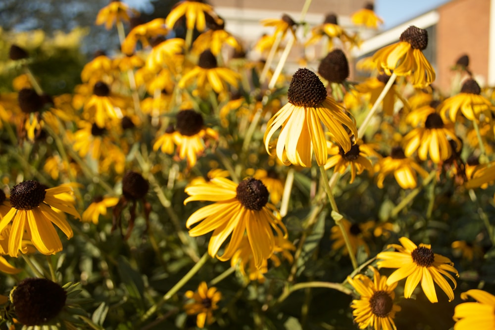 a field of yellow flowers with a building in the background