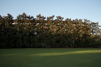 A row of leafy trees stands in front of a building. A well-maintained green lawn stretches out in the foreground under a clear blue sky.