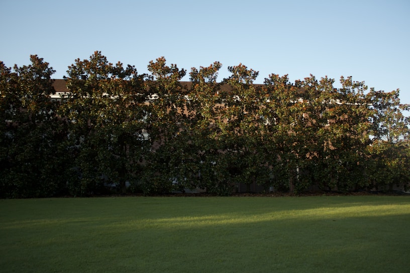 A row of leafy trees stands in front of a building. A well-maintained green lawn stretches out in the foreground under a clear blue sky.