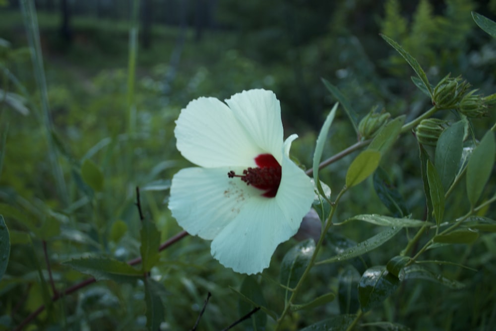 a white flower with a red center in a field