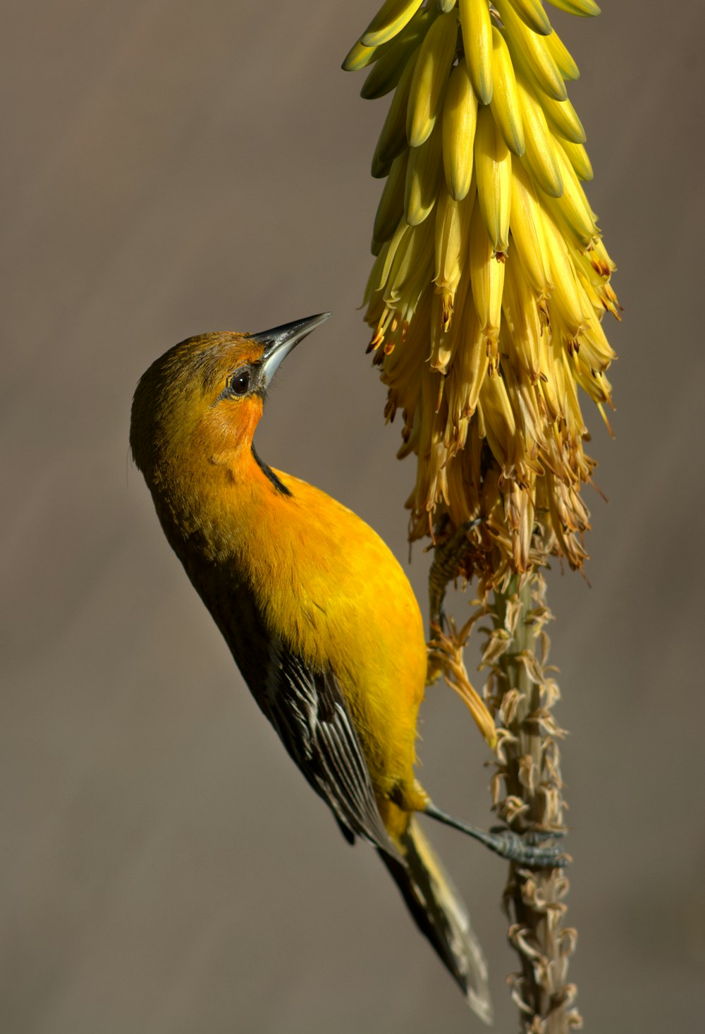 a small yellow bird perched on a flower