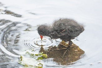 A small, fluffy black bird with a bright red beak stands on a rock in the water, pecking at the surface, creating ripples. Surrounding the scene are scattered green leaves floating on the water, reflecting a calm and serene environment.
