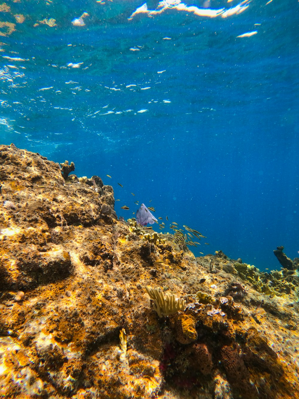 an underwater view of a coral reef with a fish