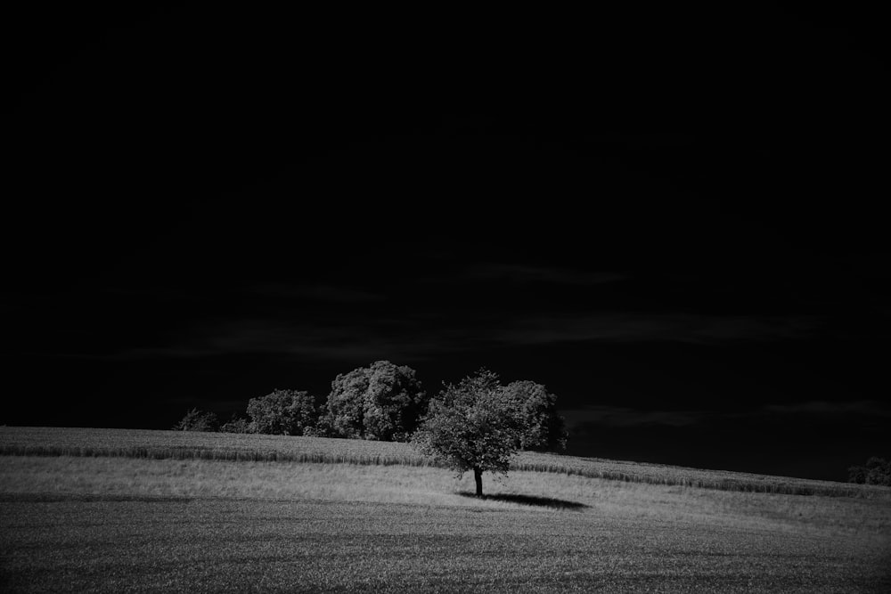 a black and white photo of a tree in a field