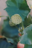 A close-up of a lotus plant featuring a green seed pod in focus, surrounded by large, glossy leaves. The background contains a soft blur of additional green foliage, creating a serene and natural scene.
