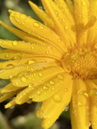 Close-up of a vibrant flower with morning dew drops.
