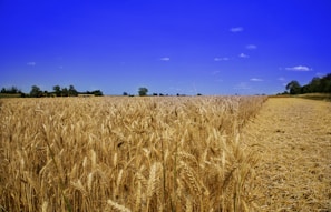 a field of ripe wheat under a blue sky