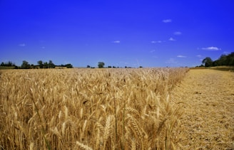 a field of ripe wheat under a blue sky