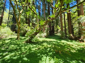 A lush green forest with sunlight filtering through the trees.