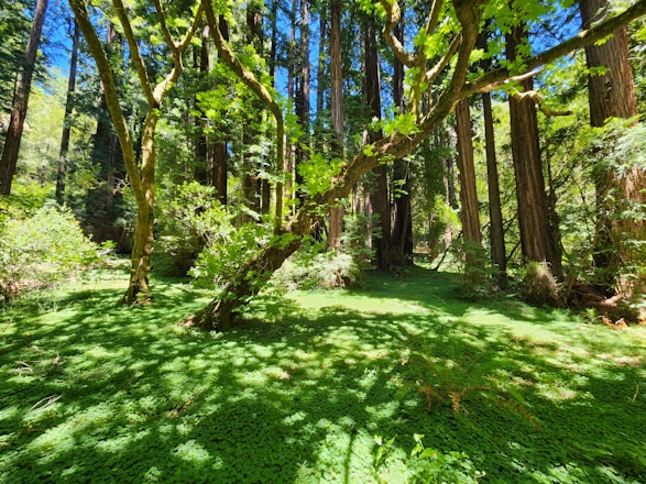 A lush green forest with sunlight filtering through the trees.