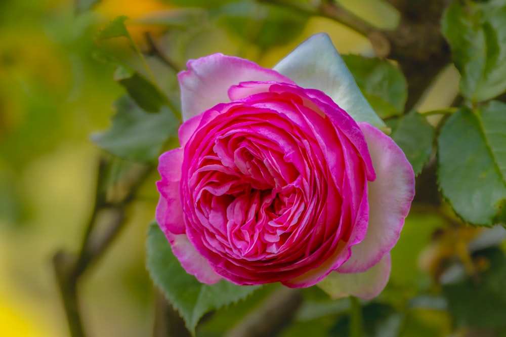 Un primer plano de una flor rosa en un árbol