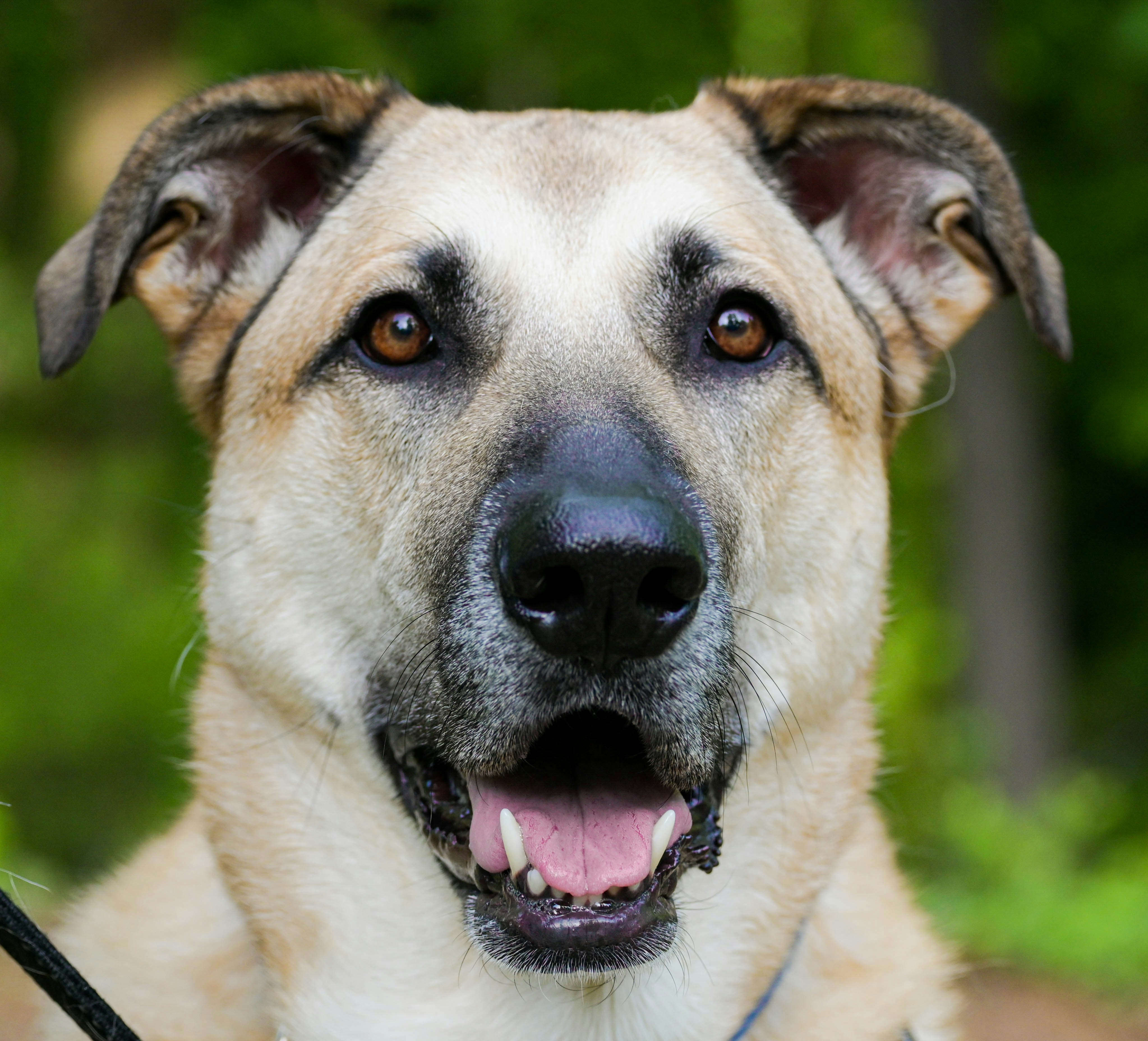 a close up of a dog with a leash