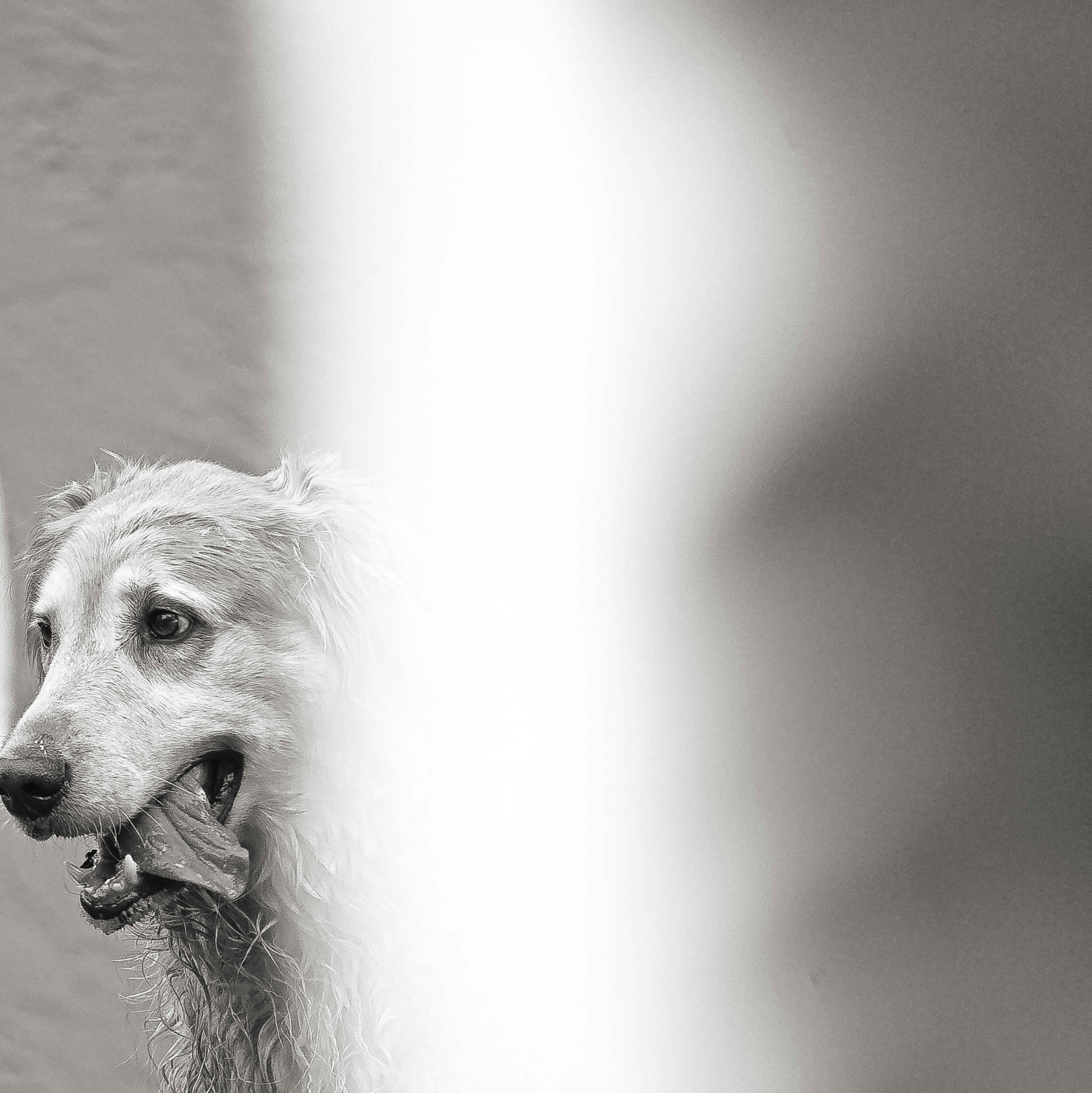 a white dog sticking its head out of a shower