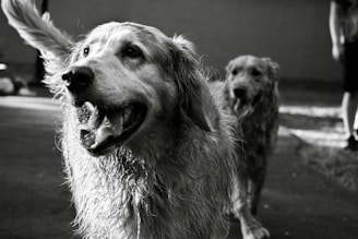 a black and white photo of two dogs