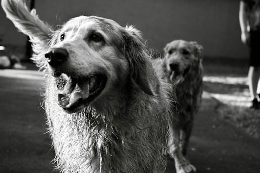 a black and white photo of two dogs