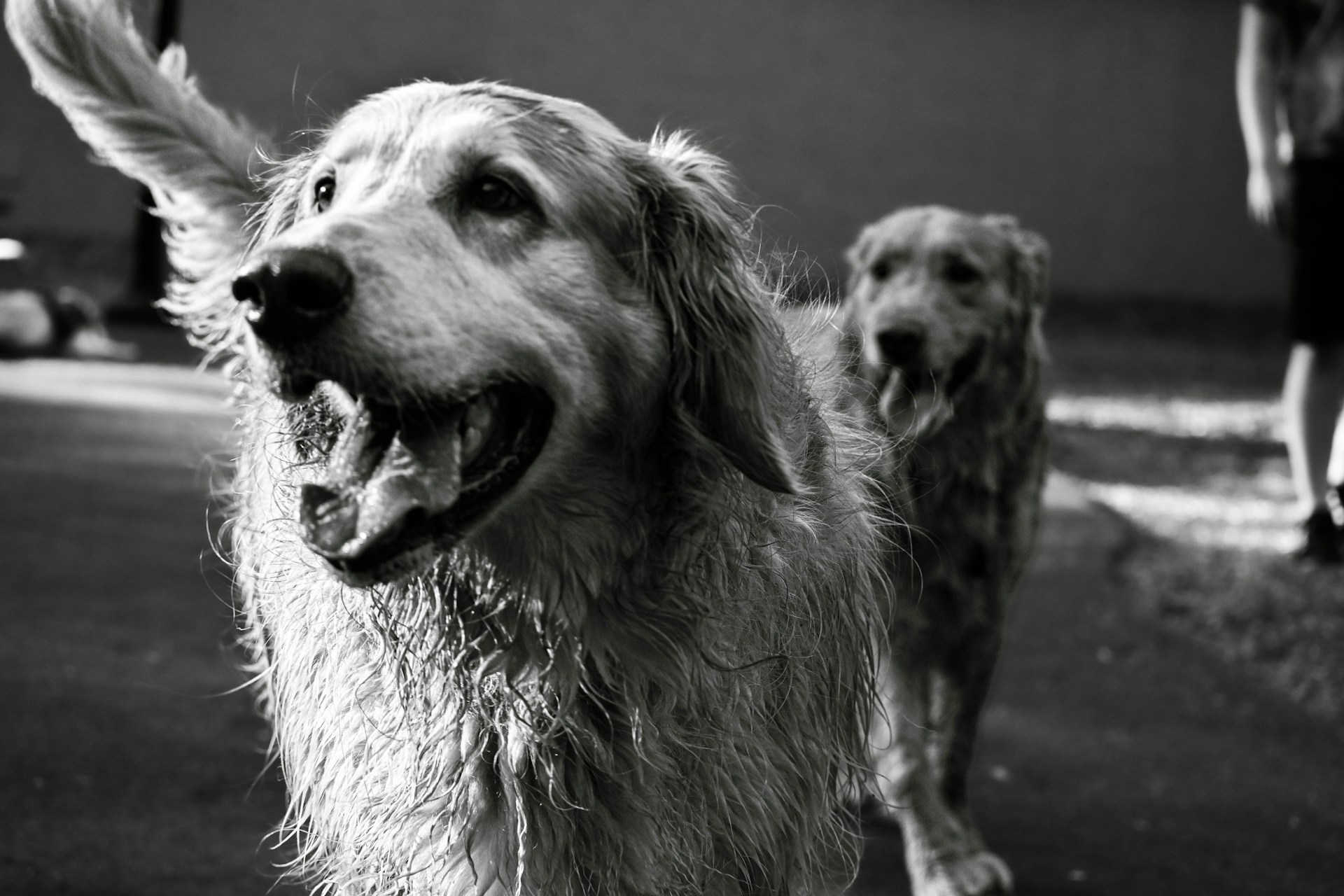a black and white photo of two dogs