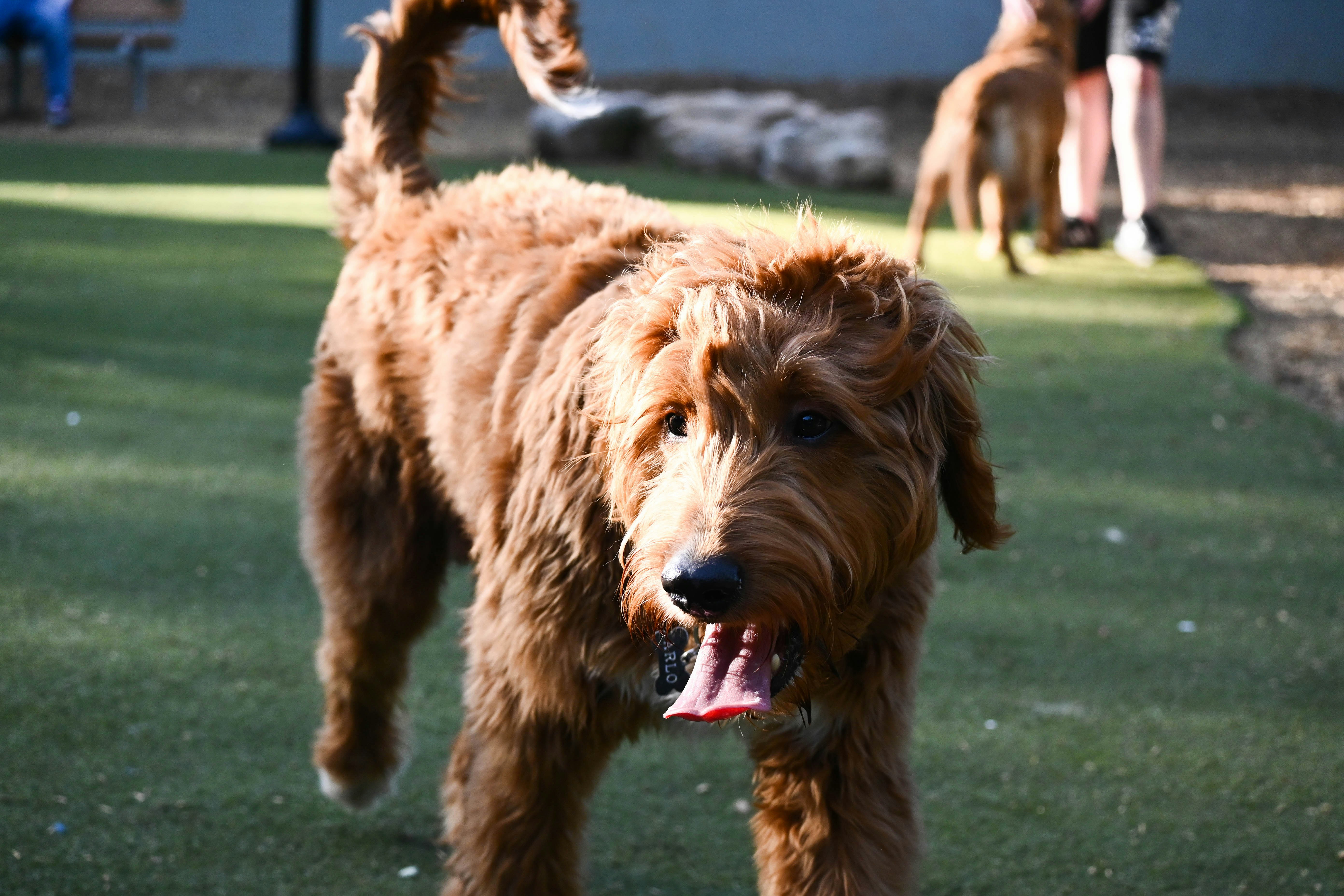 a brown dog standing on top of a lush green field