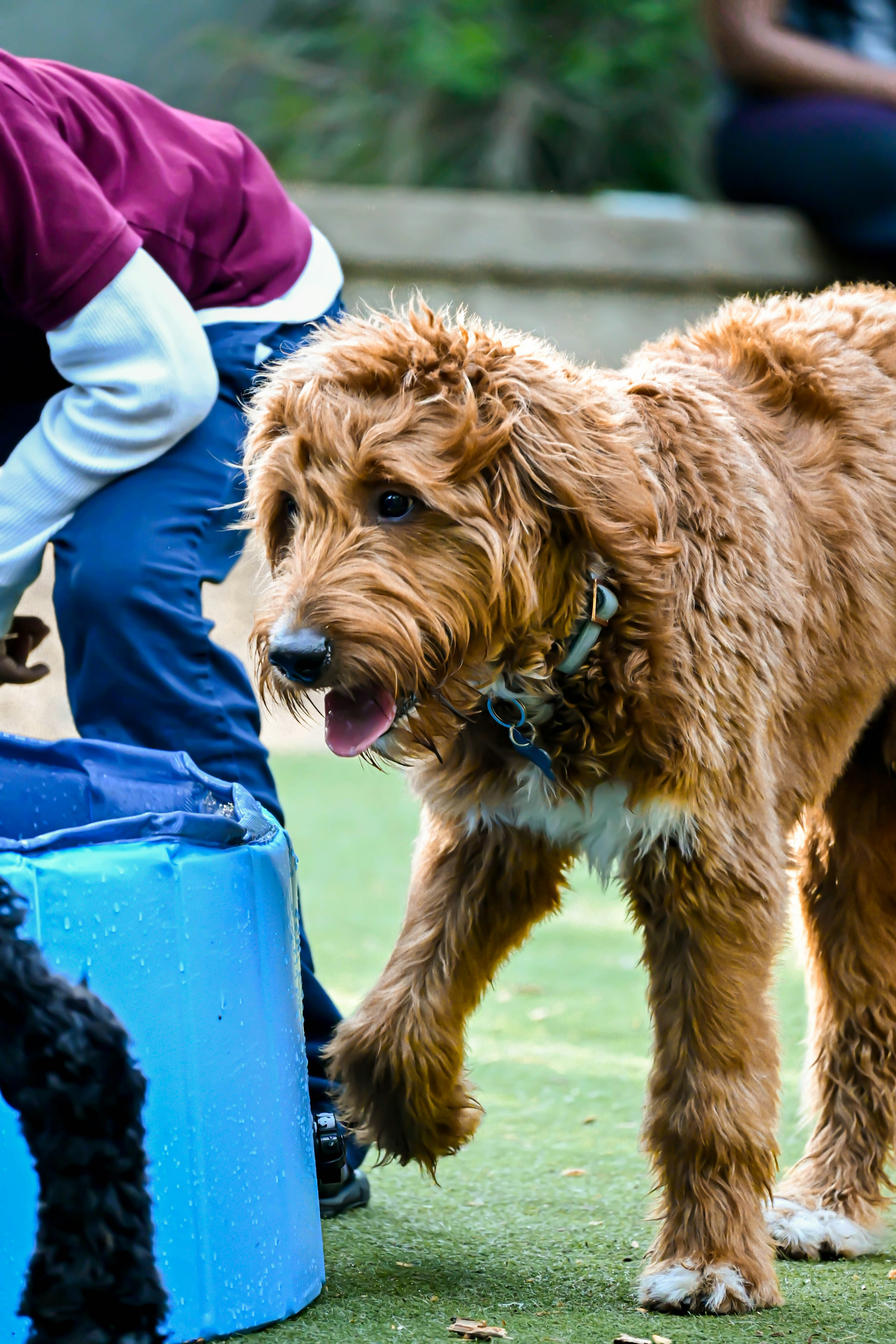 a brown dog standing next to a blue barrel