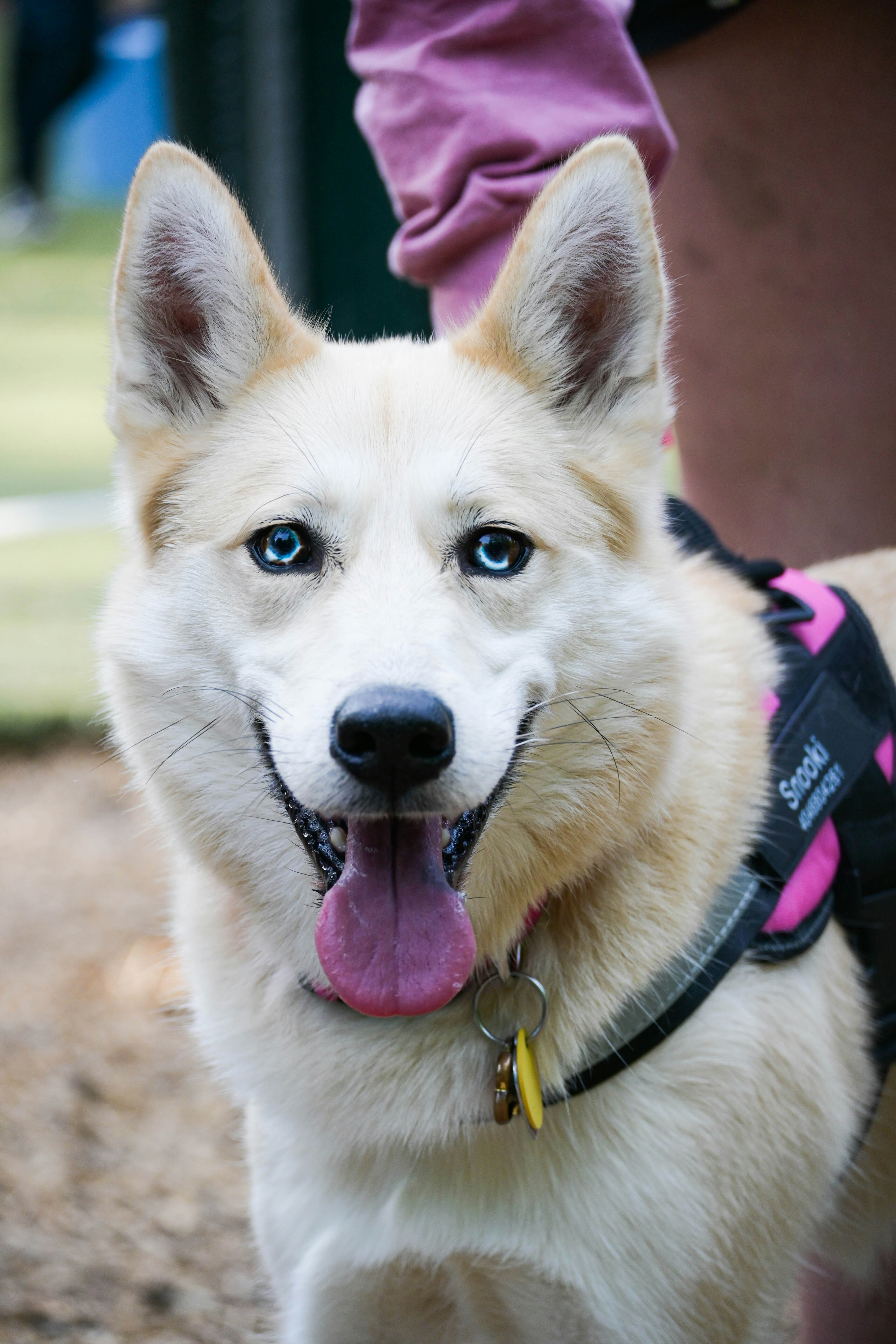 a close up of a dog wearing a harness