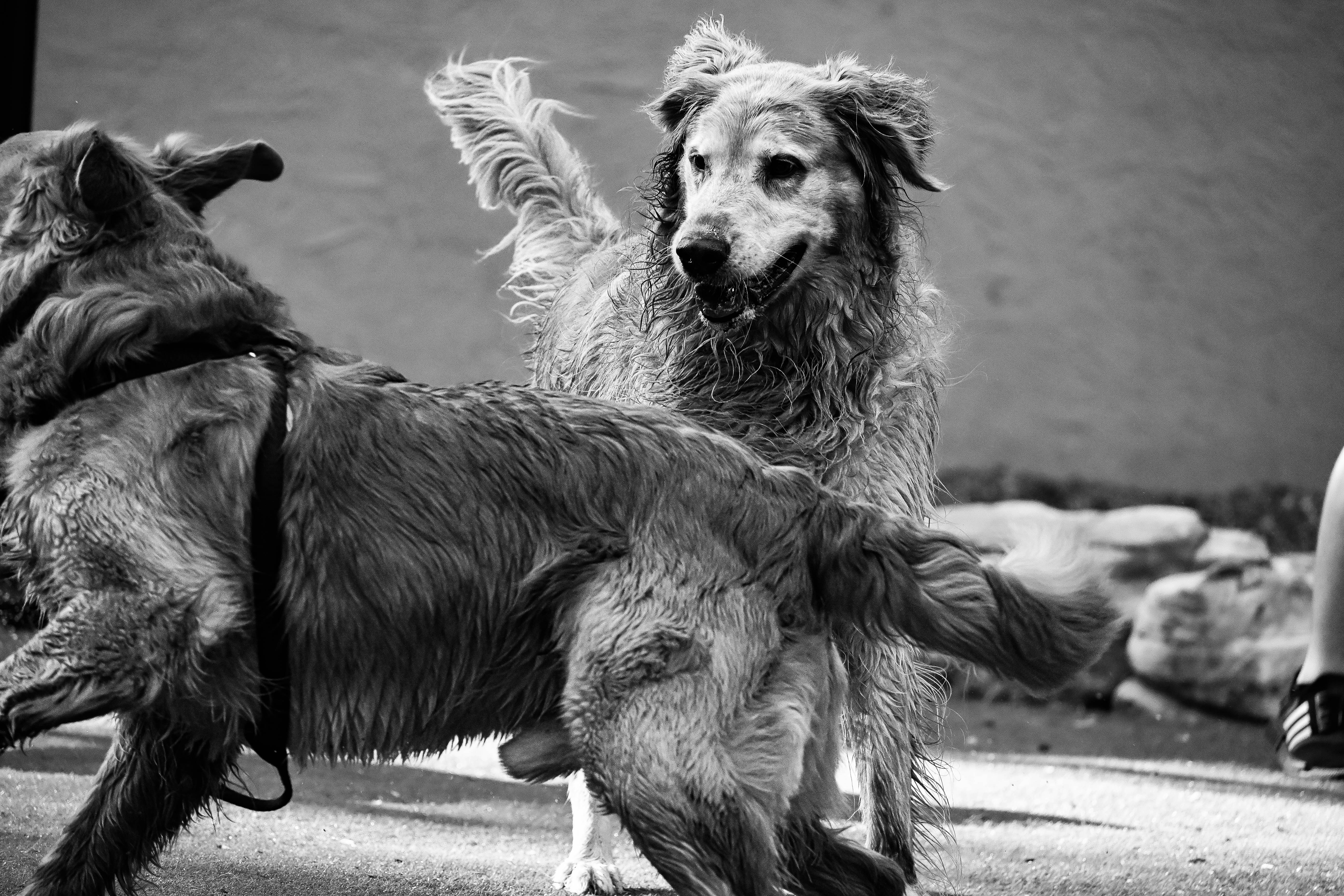 a couple of dogs that are standing in the street