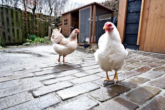 Two chickens stand on a wet, cobblestone patio in an outdoor area. The setting includes a wooden coop in the background with some greenery and a wooden fence enclosing the area. The overcast sky and damp ground suggest recent rain.