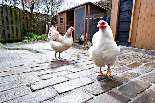 Two chickens stand on a wet, cobblestone patio in an outdoor area. The setting includes a wooden coop in the background with some greenery and a wooden fence enclosing the area. The overcast sky and damp ground suggest recent rain.