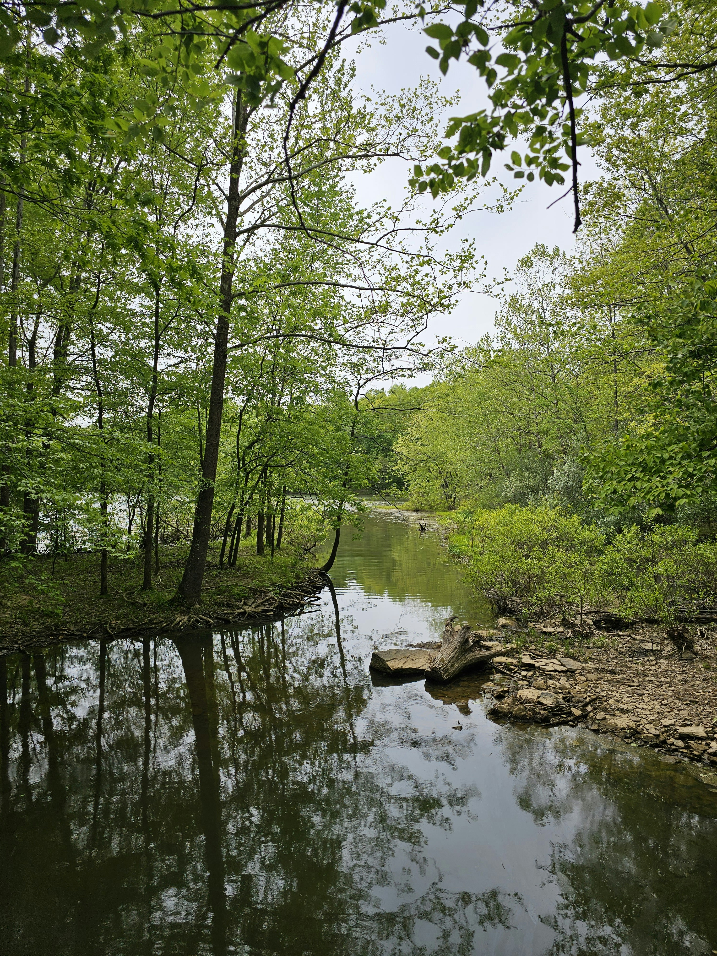 a river running through a lush green forest