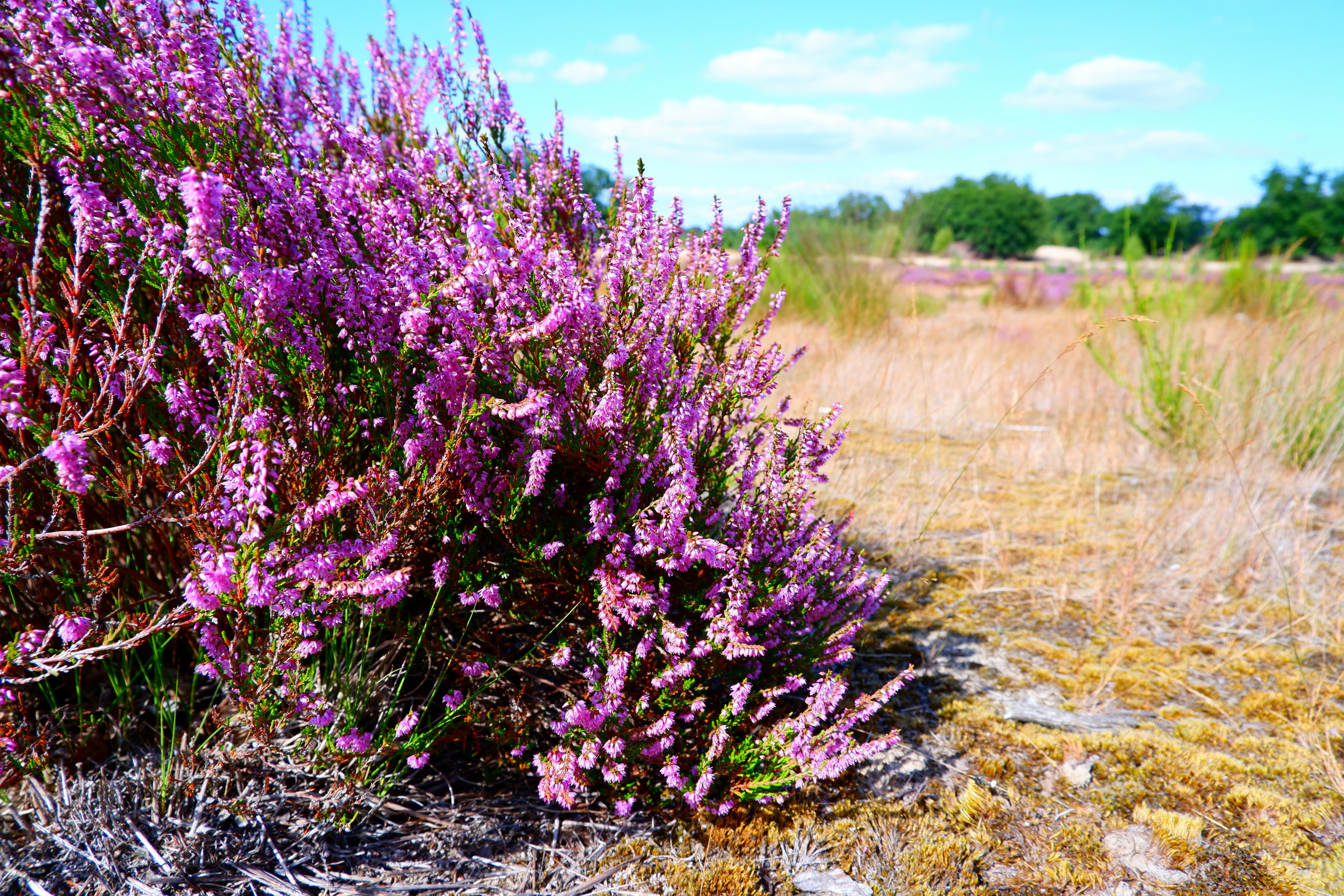 a bush with purple flowers in the middle of a field