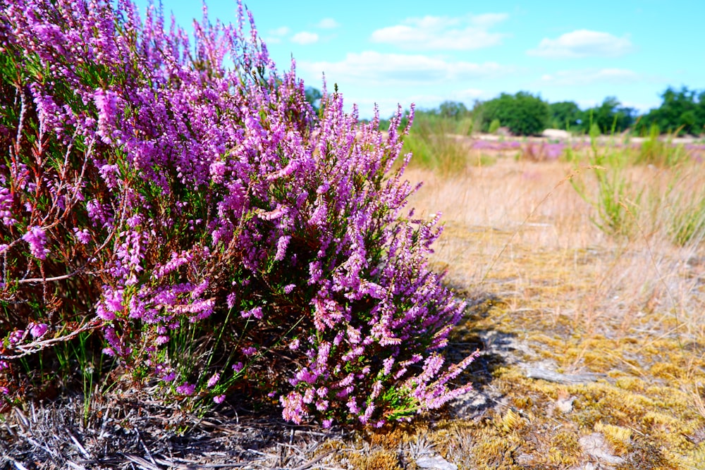 a bush with purple flowers in the middle of a field