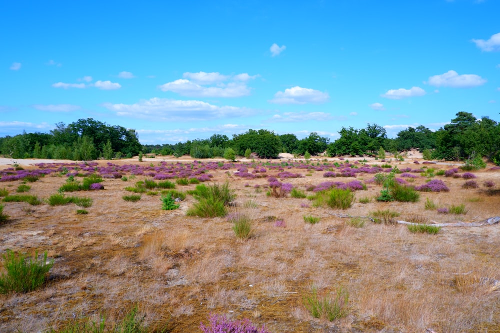 a field with purple flowers and trees in the background