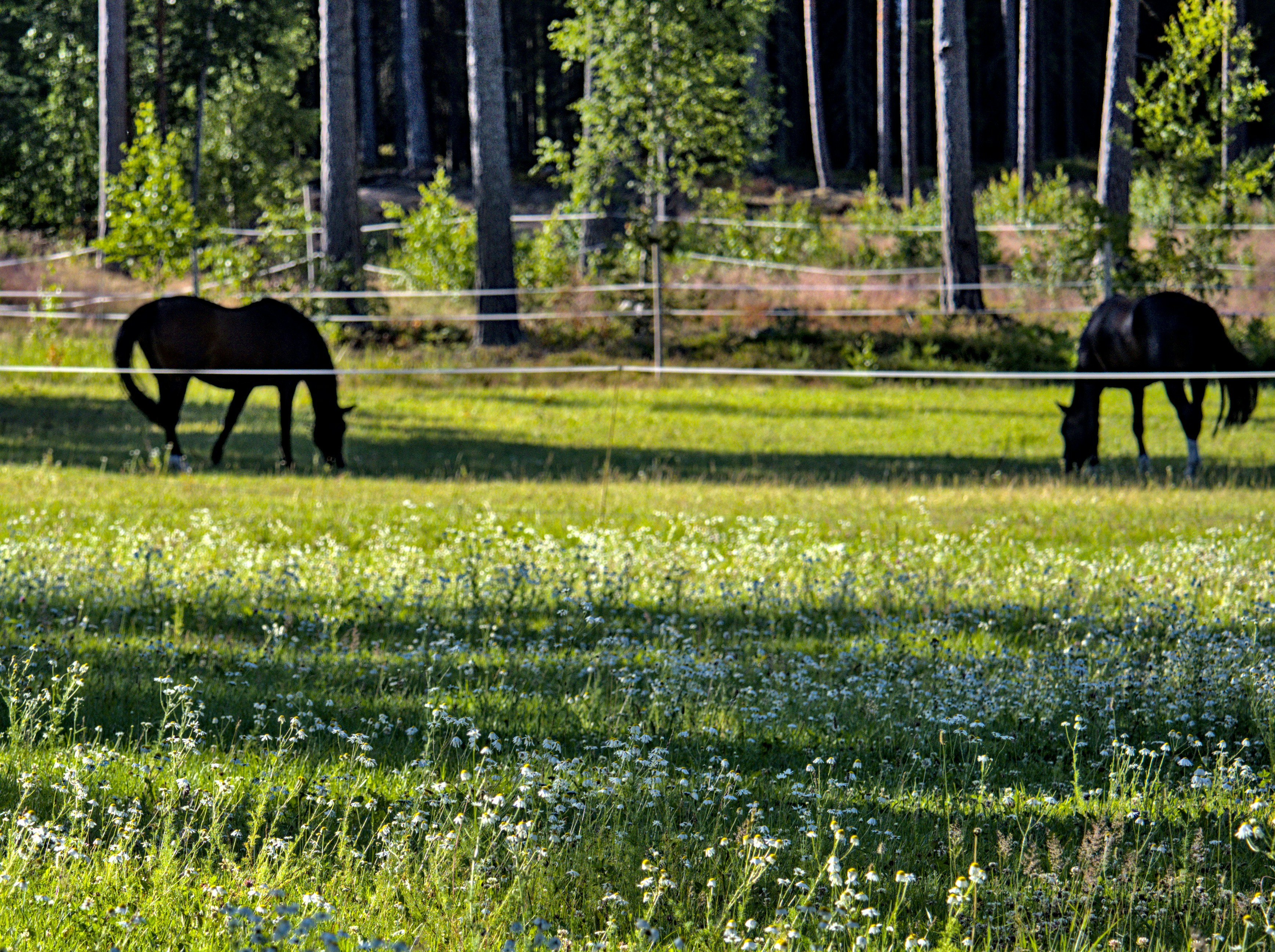 Photo by schneiderhenry