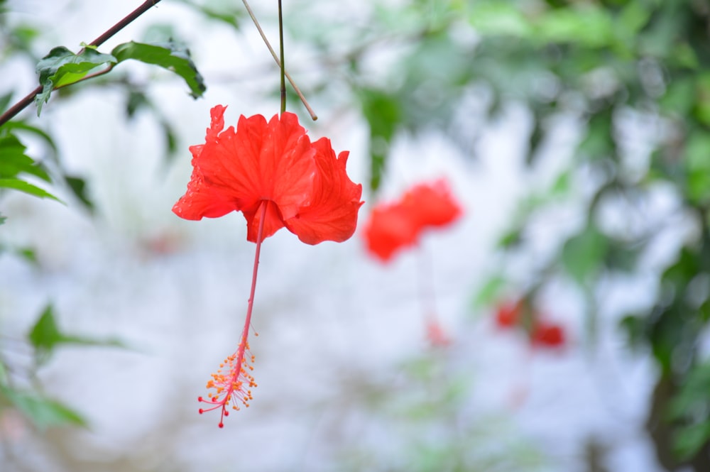 eine rote Blume, die an einem Ast hängt