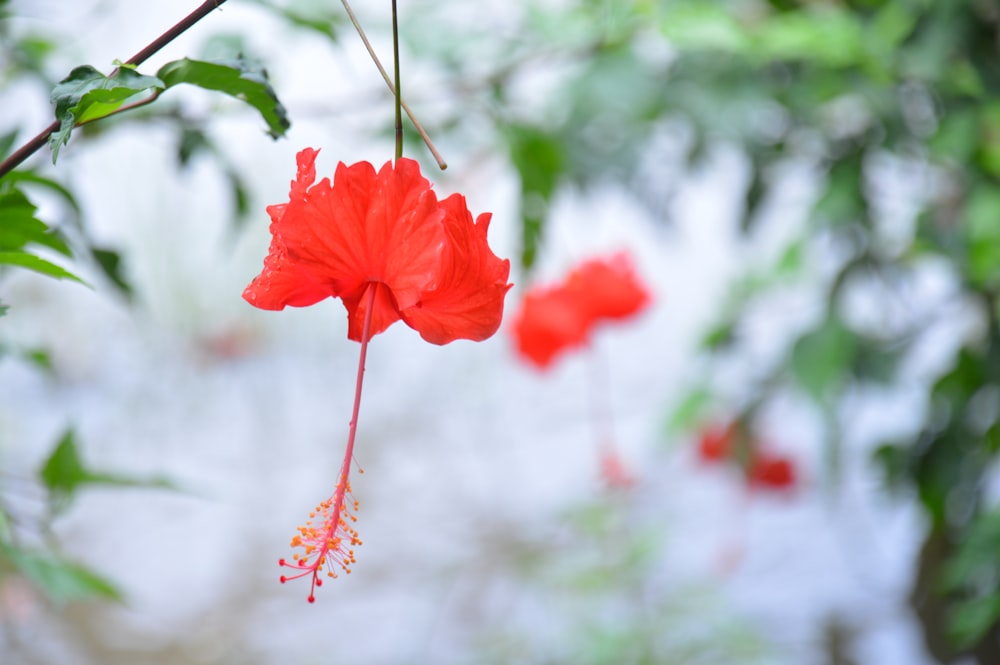 a red flower hanging from a tree branch