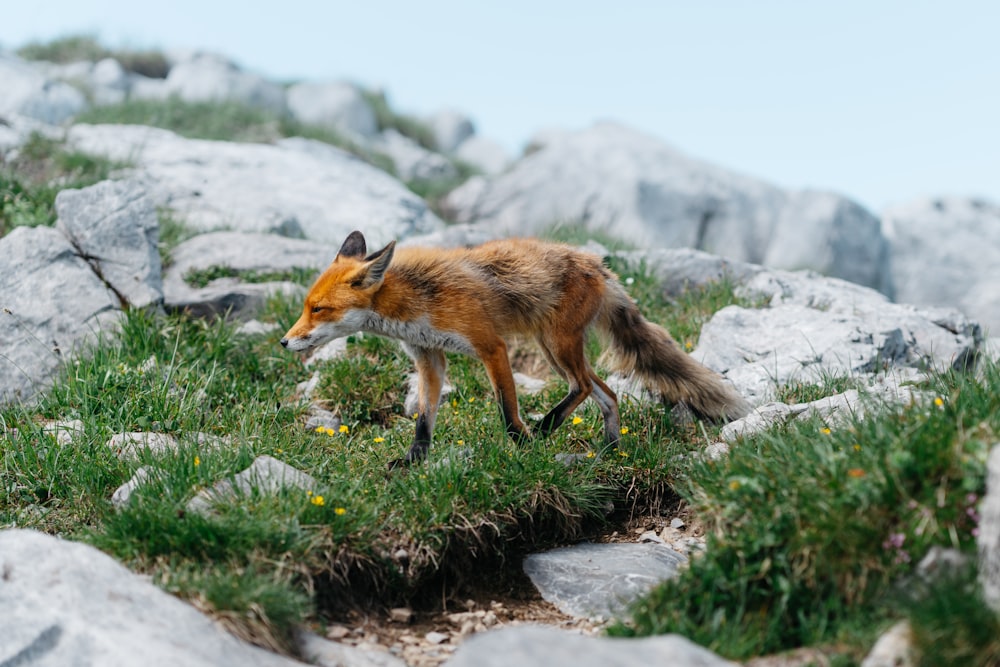 a red fox walking across a lush green field