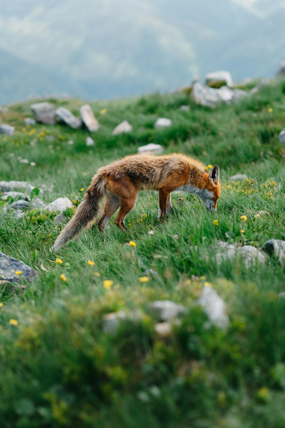uma raposa em um campo de grama e rochas