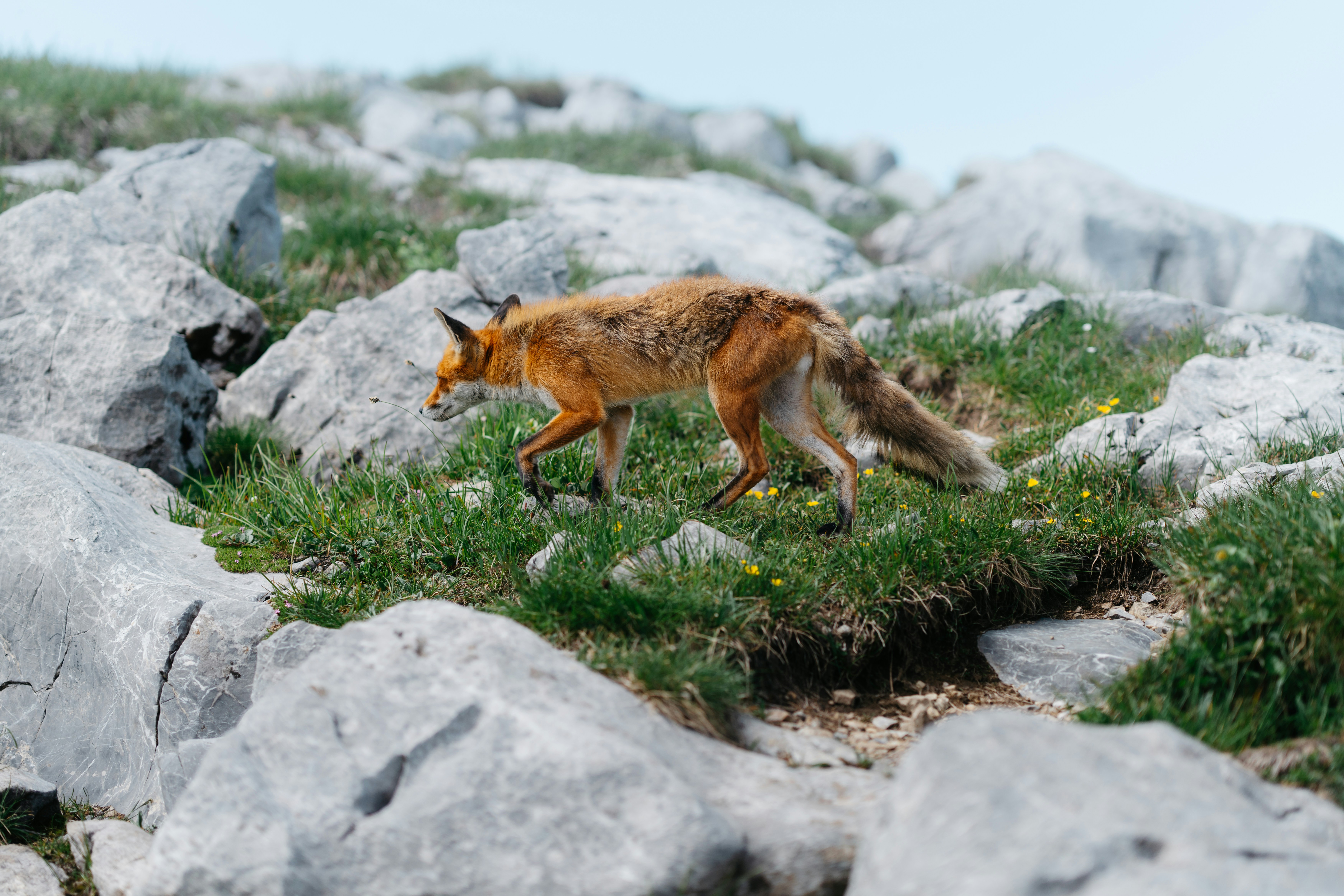 Wyoming - Mountain Fox Haven (image credits: unsplash)