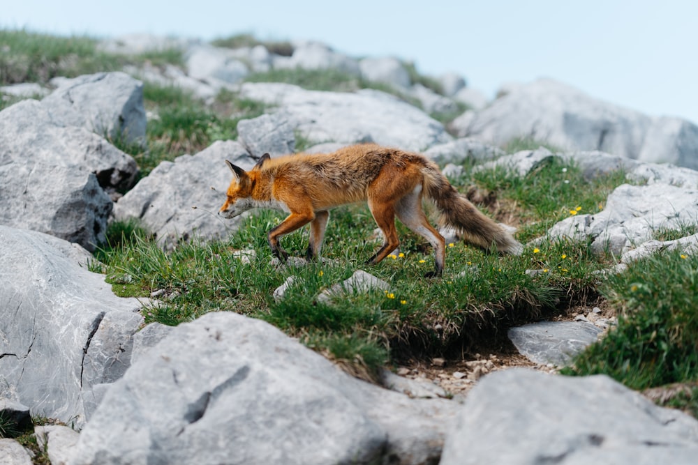 a fox is walking through a rocky field