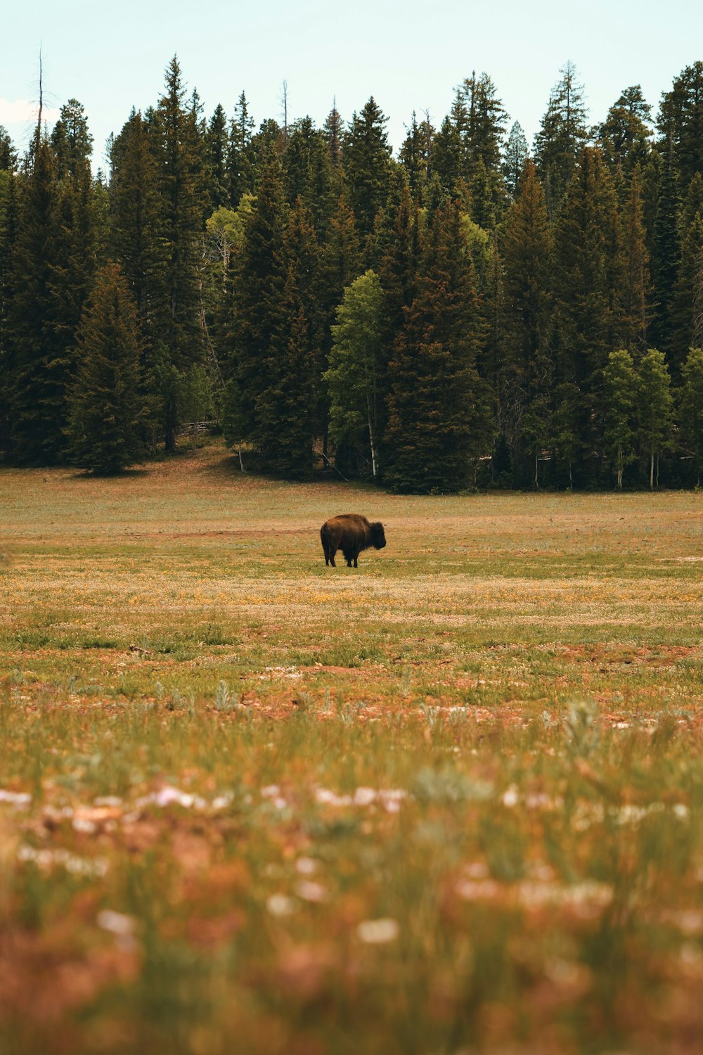 a bison standing in a field with trees in the background