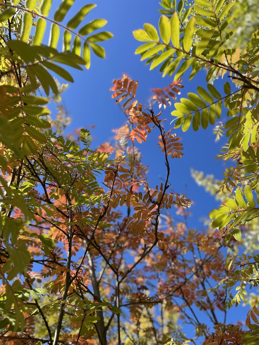 the leaves of a tree against a blue sky