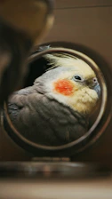Close-up of a confident cockatiel looking curious and relaxed on a soft pastel background.