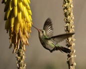 a hummingbird is flying near a flower