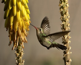 a hummingbird is flying near a flower