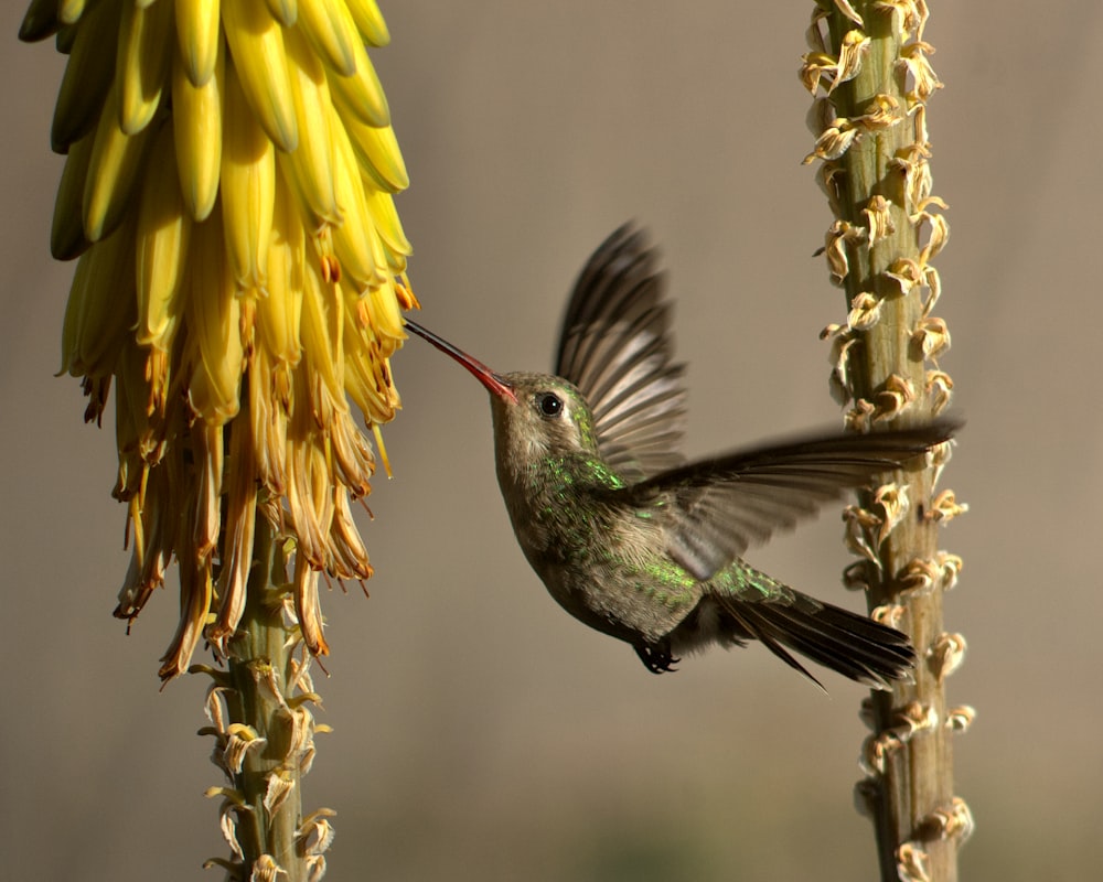 a hummingbird is flying near a flower