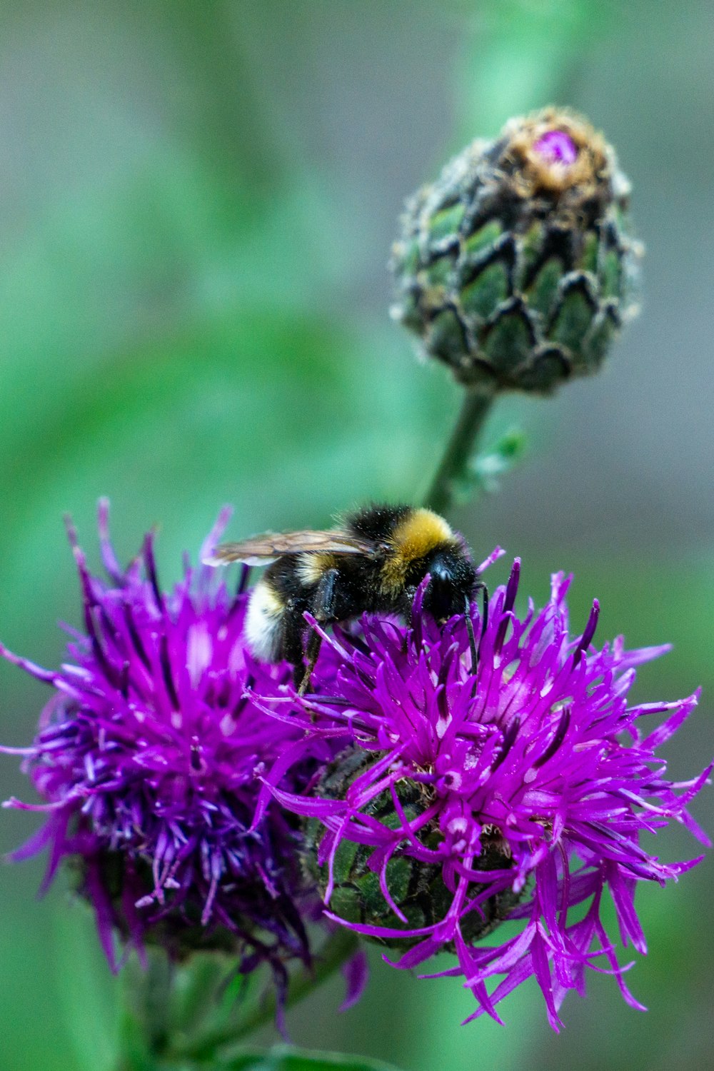 a bee is sitting on a purple flower