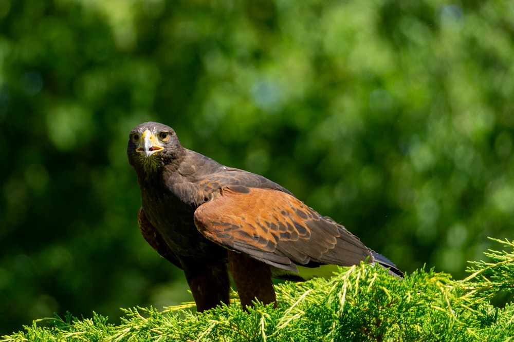 a bird of prey perched on a tree branch
