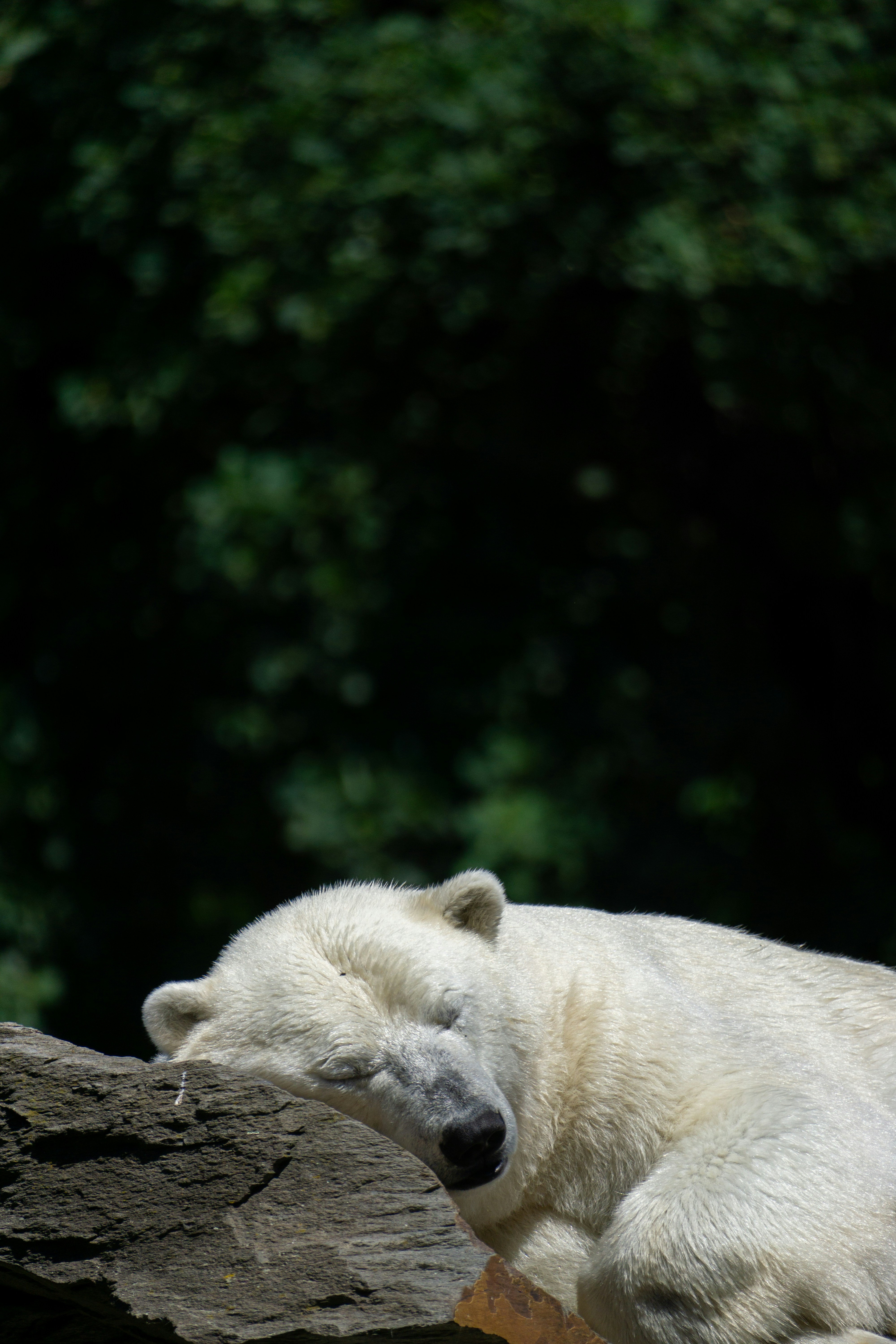 Photo by robertschwarz