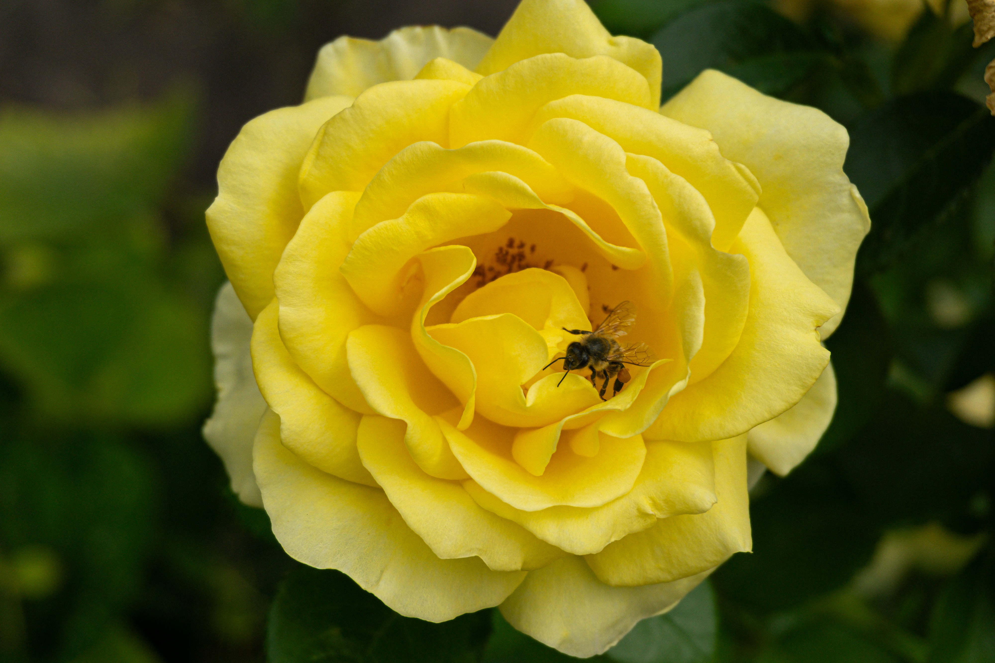 Photo by robertschwarz