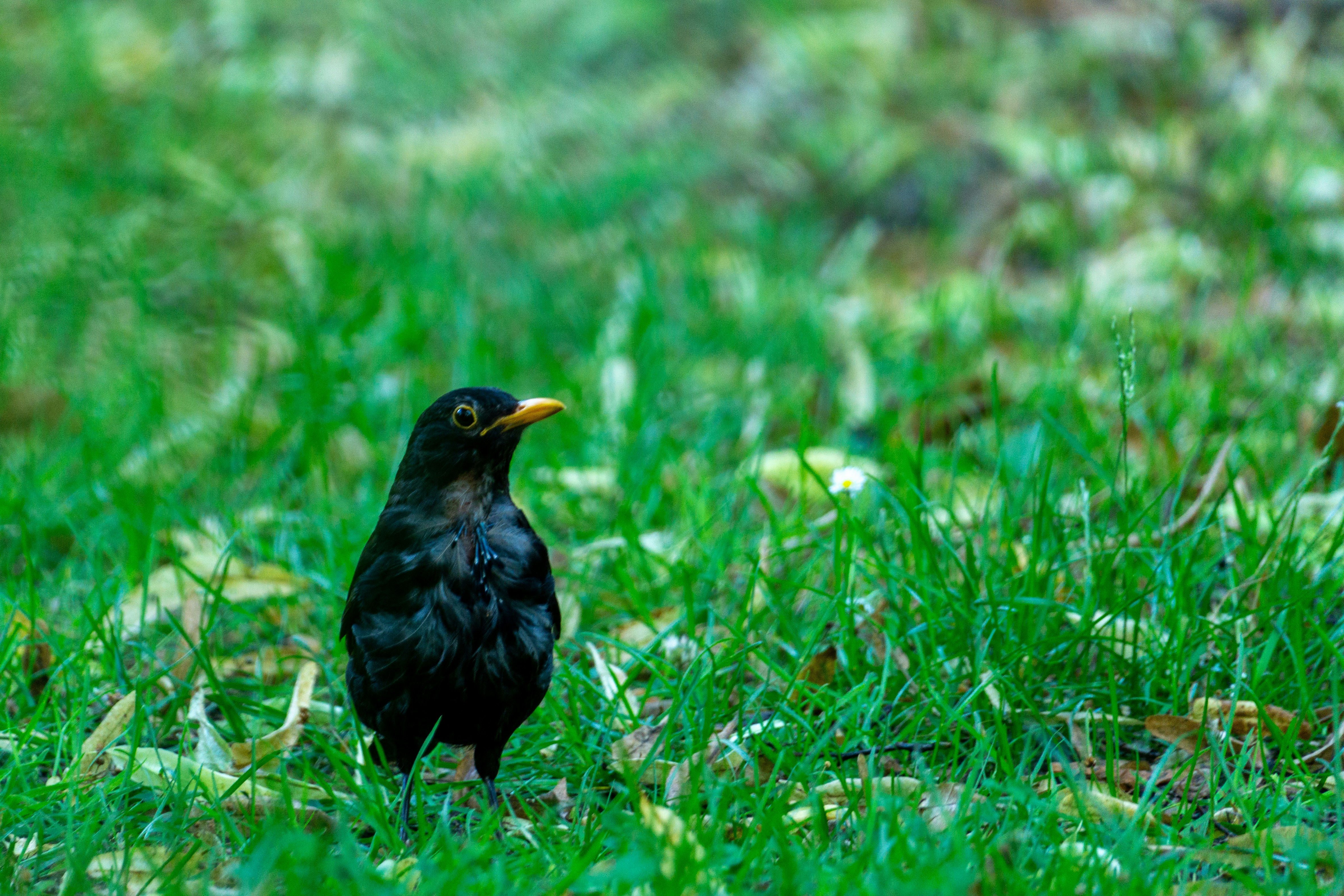 Photo by robertschwarz