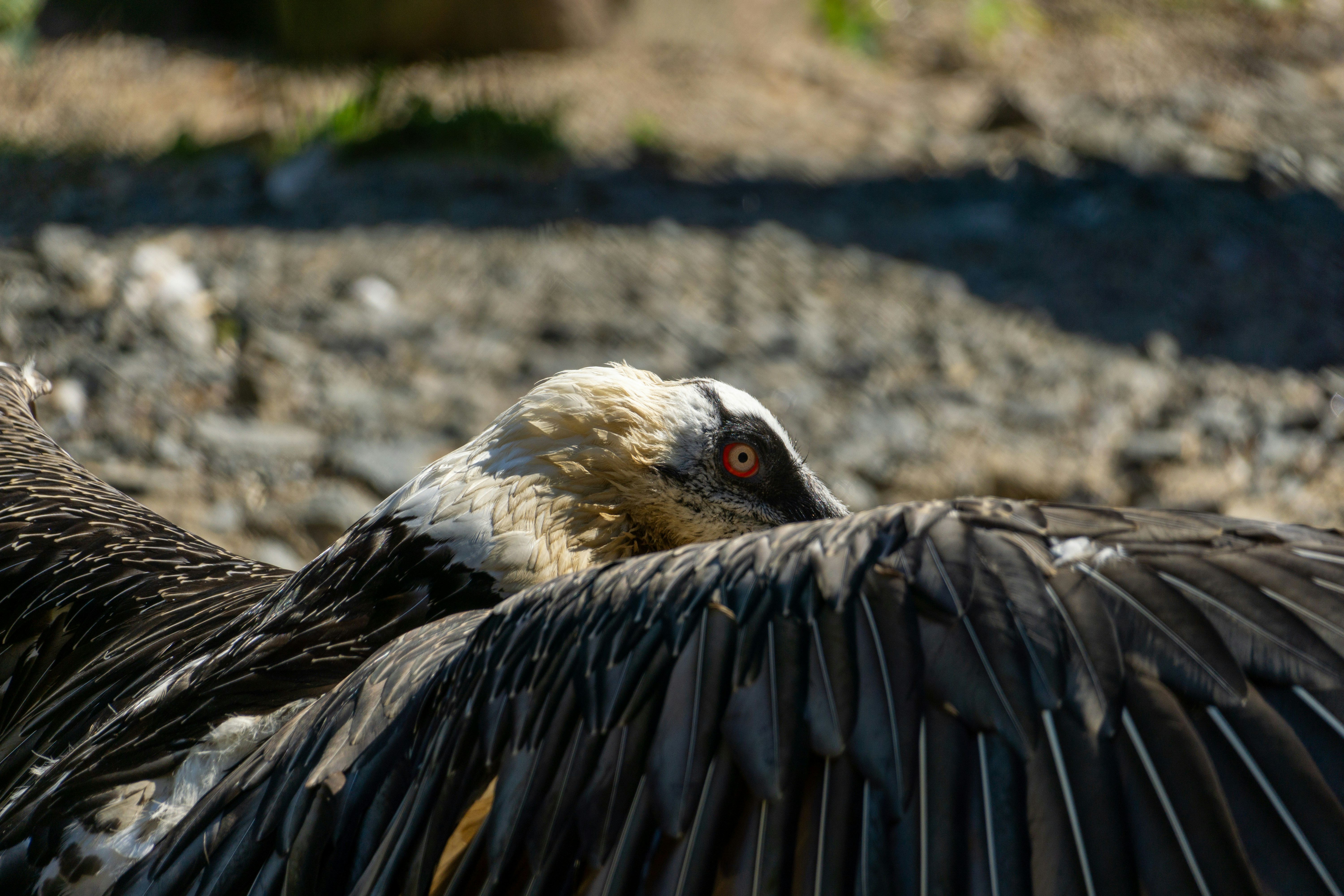 Kıbrıs'taki Bir Akbabanın Üzücü Hikayesi