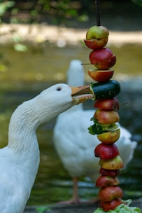 A white goose is pecking at a skewer stacked with various fruits and vegetables, including apples and cucumber. Another goose stands in the blurred background. The scene takes place near a body of water with a natural outdoor setting.